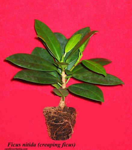 Ficus-Nitidacreaping-ficus