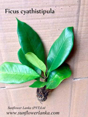 Ficus-cyathistipula