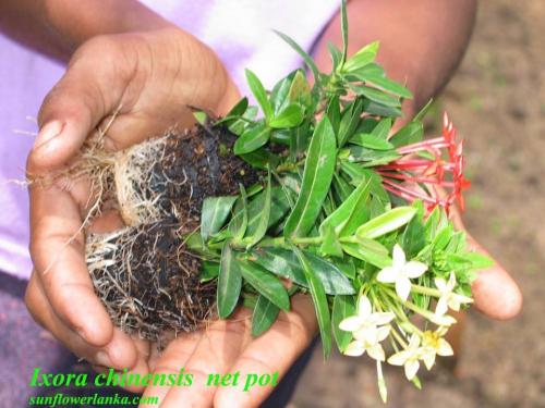 Ixora-Chinensis-net-pot