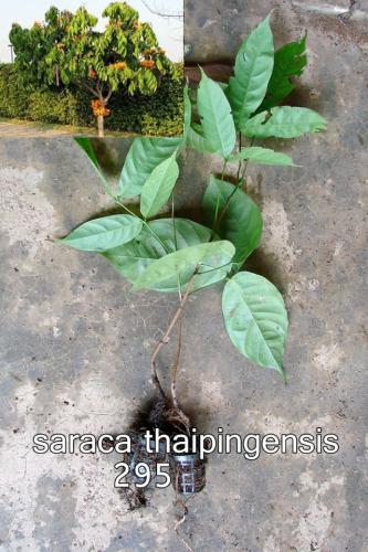 Saraca-thaipingensis