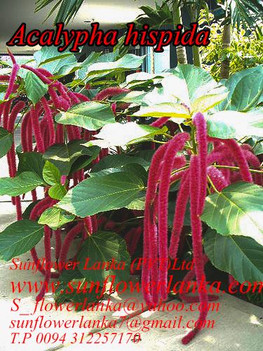 Acalypha-Hispida