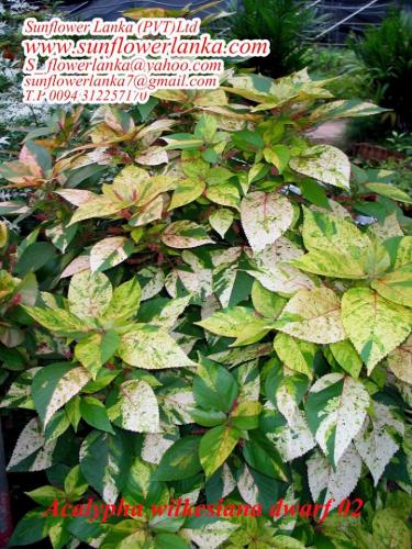 Acalypha-Wilkesiana-Dward-02