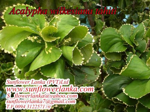 Acalypha-Wilkesiana-Tahiti