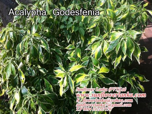 Acalypha-godesfenia