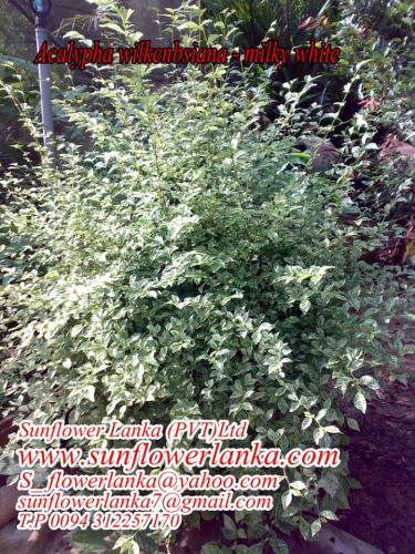 Acalypha-wilkenbsiana-milky-white