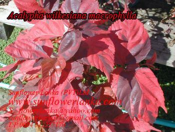 Acalypha-wilkesiana-macrophylla