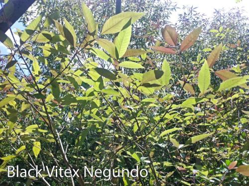 Black-Vitex-Negundo