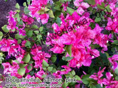 Bougainvillea-Salmon-Pink