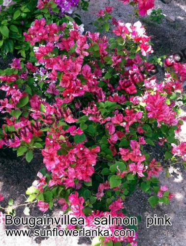 Bougainvillea-Salmon-Pink (1)