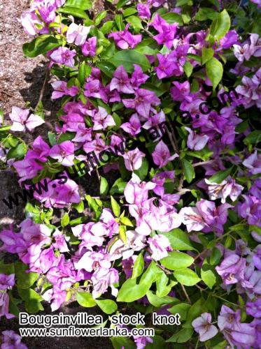 Bougainvillea-Stock-Knot