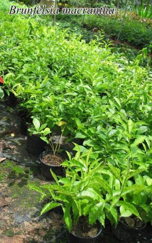 Brunfelsia-Macrantha