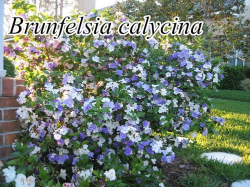 Brunfelsia-calycina