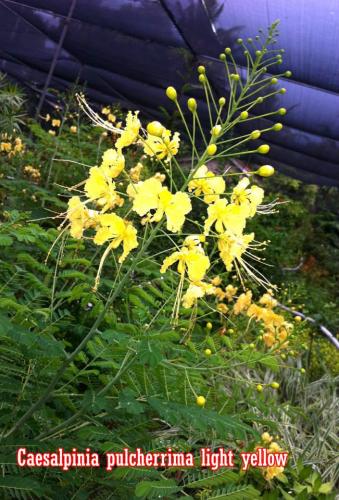 Caesalpinia-Pulcherrima-Light-Yellow