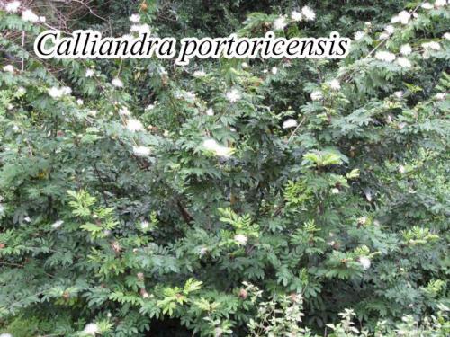 Calliandra-Portoricensis