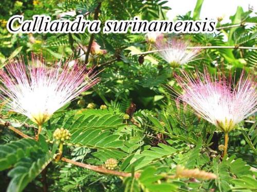 Calliandra-Surinamensis