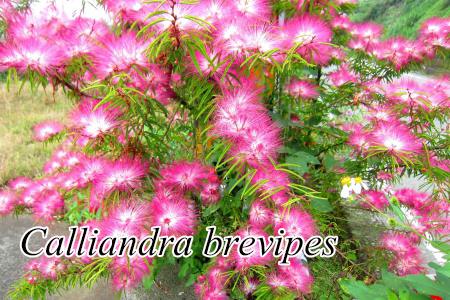 Calliandra-brevipes