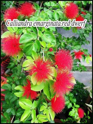 Calliandra-emarginata.-red-dwerf