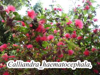 Calliandra-haematocephala