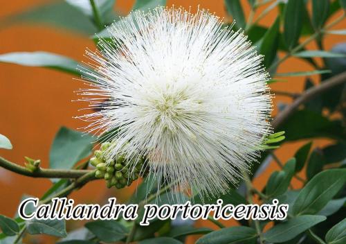 Calliandra-portoricensis-2