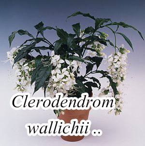 Clerodendrom-wallichii