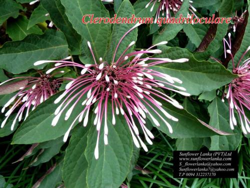 Clerodendrum-Quadriloculare