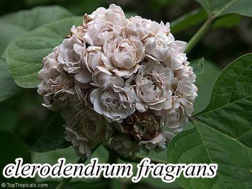 Clerodendrum-fragrans