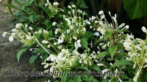 Clerodendrum-macrosiphon