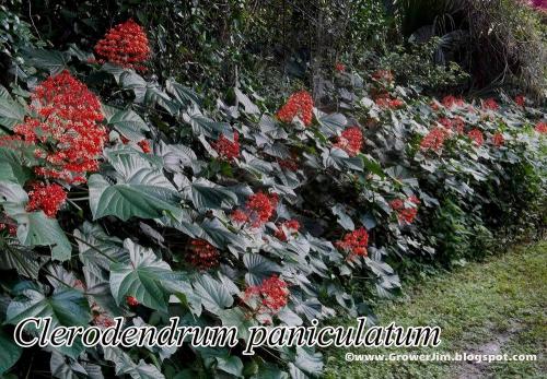 Clerodendrum-paniculatum-2