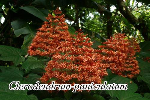 Clerodendrum-paniculatum-3