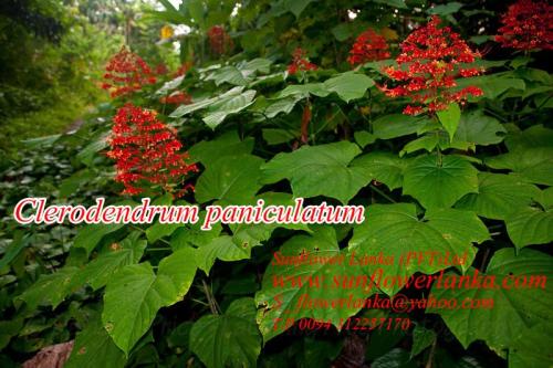 Clerodendrum-paniculatum