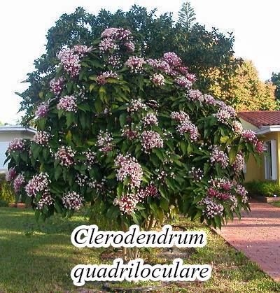 Clerodendrum-quadriloculare-2