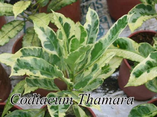 Codiaeum-Thamara