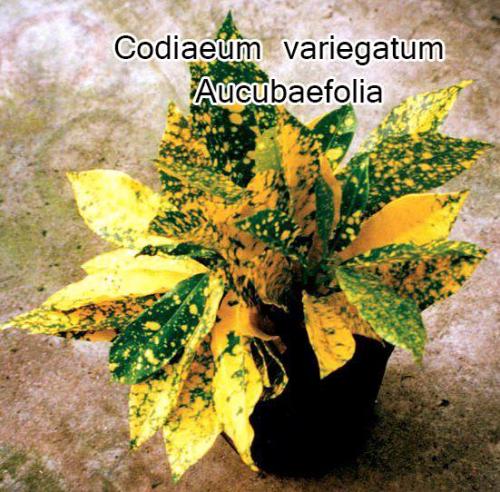 Codiaeum-variegatum-aucubaefolia