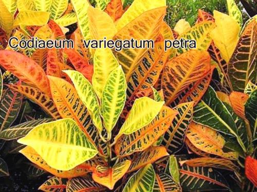 Codiaeum-variegatum-petra