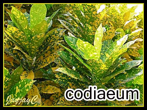 Codiaeum