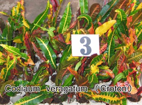 Codiaum-veragatum-Croton