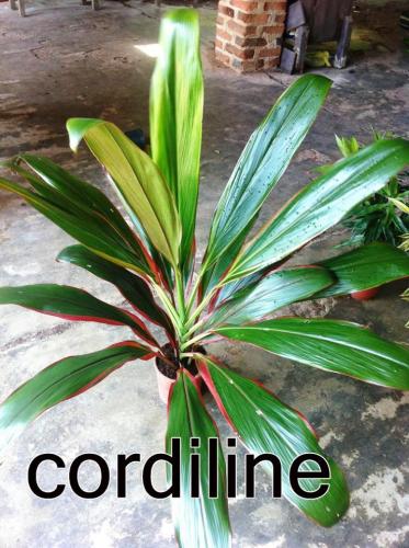 Cordiline