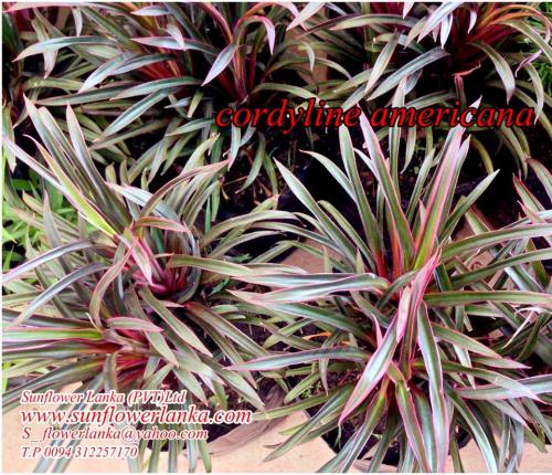 Cordyline-americana