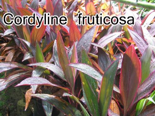 Cordyline-fruticosa-2