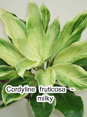 Cordyline-fruticosa-milky