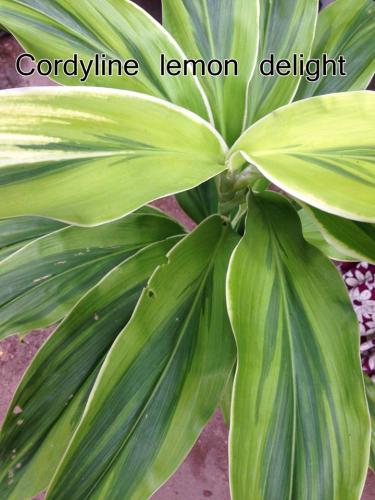 Cordyline-lemon-delight