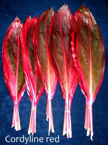 Cordyline-red