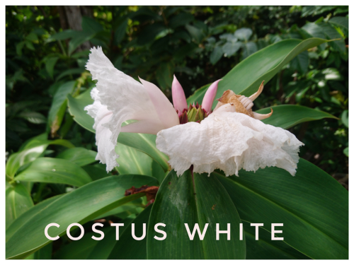 Costus-white