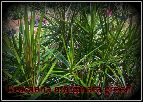 Dracaena-Marginata-Green