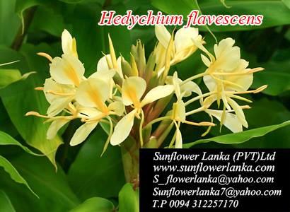 Hedychium-Flavescens-2