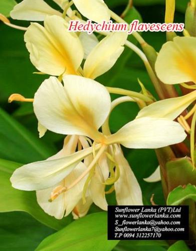 Hedychium-Flavescens