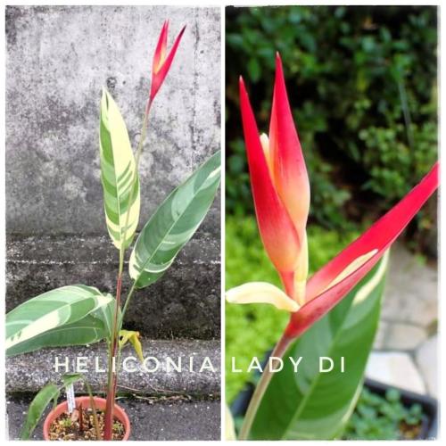 Heliconia-lady-DI