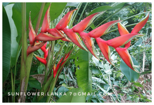 Heliconia