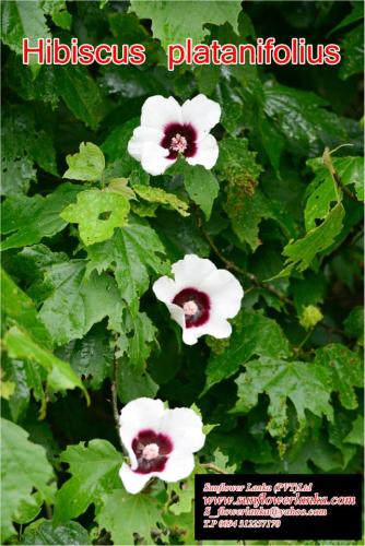 Hibiscus-Platanifolius