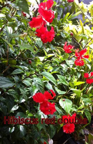 Hibiscus-Red-Double